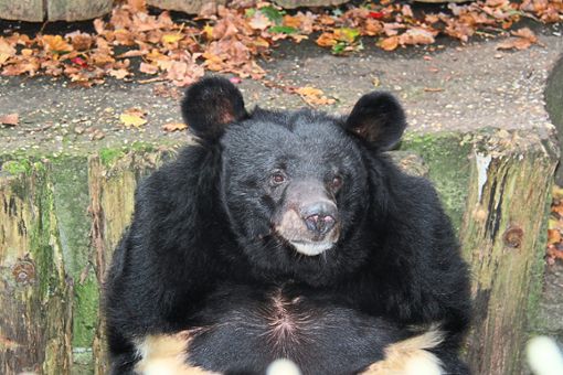 Kragenbären werden in Asien manchmal in engen Käfigen gehalten. Foto: Stiftung für Bären Foto: Schwarzwälder Bote