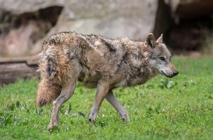 Ist der Wolf auf dem Vormarsch? Im Oktober wurden bei der Forstlichen Versuchs- und Forschungsanstalt in Freiburg 26 angebliche Wolfssichtungen gemeldet. Foto: dpa