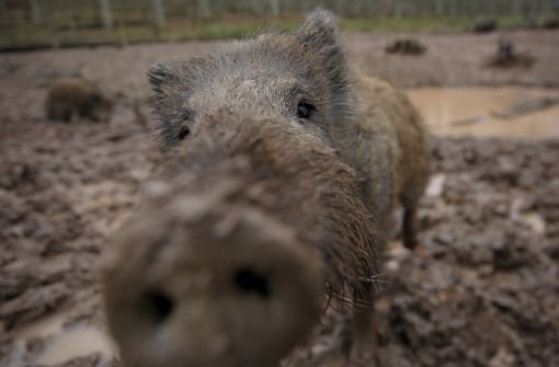 Vom Althengstetter Hegering wurden im vergangenen Jahr rund 150 Wildschweine geschossen.  Foto: dpa