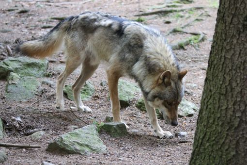 Das Umweltministerium hat eine „Förderkulisse Wolfprävention“ im Nordschwarzwald ausgewiesen.  Foto: Friedl
