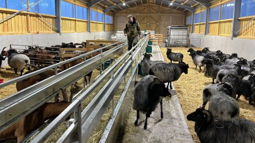 Marcel Tietze freut sich, dass sich seine Schafe im neuen Stall so wohl fühlen. Foto: Siegmeier