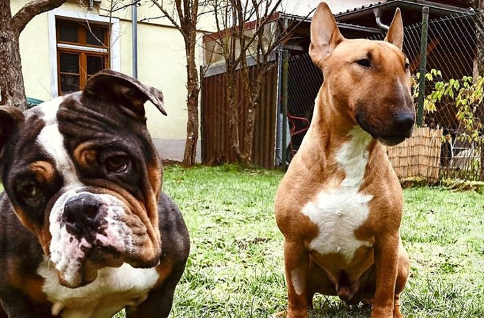 Hunde in Schiltach vergiftet: Cooper und Odin verenden an Giftködern