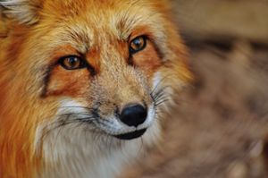 Ein Fuchs handelt nicht bewusst grausam, sondern folgt seinem Instinkt. (Symbolbild) Foto: pixabay