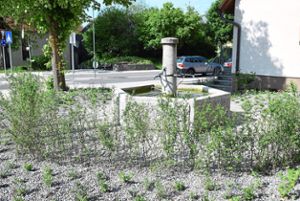 Neu gestaltet wurde der Dorfbrunnenplatz in Marbach,  was nicht jedem Ortschaftsrat wegen des  eingebauten Schotters zwischen den noch jungen Pflanzen gefällt.  Foto: Kaletta Foto: Schwarzwälder Bote