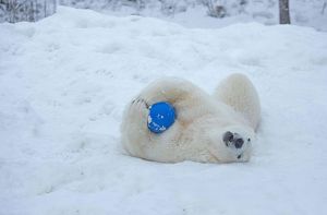 Eisbär Wilbär aus Stuttgart gibt sich in Schweden gerne dem Spiel hin. Stundenlang kann er sich mit einem Ball im Orsa-Bärenpark in Grönklitt beschäftigen.  Foto: Orsa-Bärenpark / Anders Björklund