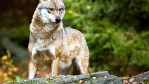 Umgang mit Wolf spaltet Landtag