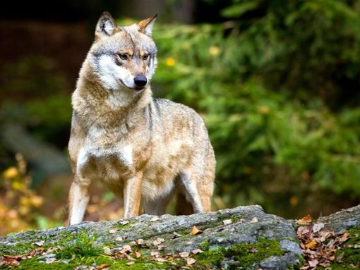 In Baden-Württemberg ist nach Zahlen des Umweltministeriums bislang ein Wolf sesshaft geworden, im Nordschwarzwald. (Symbolfoto) Foto: Patrick Pleul/Archiv/dpa