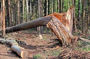 Zahlreiche Bäume wurden im Wald umgeknickt. (Symbolfoto) Foto: Pixabay/Georg Schober