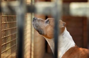 In der Coronazeit gekauft, jetzt im Tierheim: So geht es einigen Hunden, wobei in Horb andere Erfahrungen gemacht werden. (Symbolbild) Foto: © Radek Havlicek - stock.adobe.com