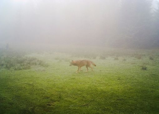 Der Wolf war in der Fotofalle aufgenommen worden. Foto: Stadt Bad Wildbad