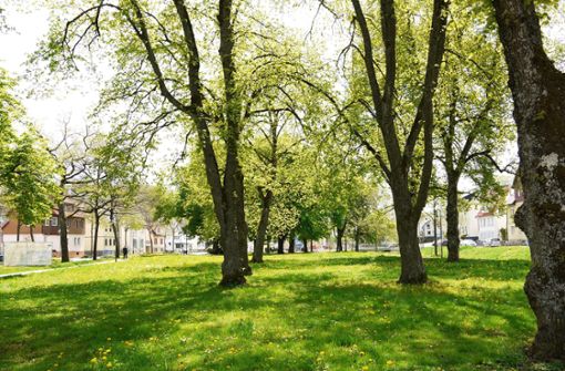 Auf der Nordseite des Parks soll – unter Einbeziehung der Bäume – ein großer Spielplatz entstehen. Foto: Eyrich