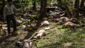 Tote Schafe: Abschuss von Wolf gefordert