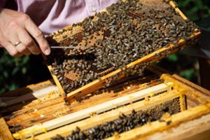Um die Situation von Bienen geht es in einem Vortrag des Bezirksimkervereins am 11. September.  Foto: Ducret Foto: Schwarzwälder Bote