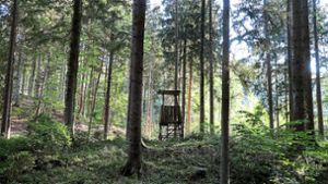 Gemeindewald Bisingen: Großflächiger Borkenkäferbefall droht