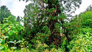 Höher, dicker, älter: Diese Baumrekorde lassen staunen