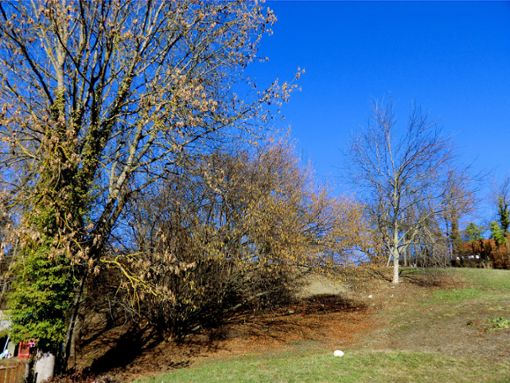 Das Foto zeigt die beiden groß gewachsenen Bäume und den Hasel auf der unbebaubaren Fläche an der Grenze zu den Kleingärten sowie einen Walnuss, für die kein Erhaltungsgebot festgelegt wurde.  Foto: Nabu Foto: Schwarzwälder Bote