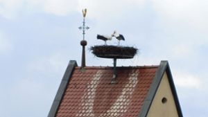 Böller-Verbot in Sulz bleibt  - Storchenbetreuer bittet um Verzicht