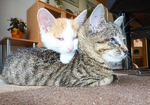 Die beiden Schmusekatzen suchen zusammen ein neues Zuhause. Foto: Tierschutz Foto: Schwarzwälder-Bote