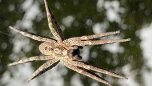 (Un)Erwünschte Tiere: Hier ist die Nosferatu-Spinne im Schwarzwald bereits angekommen