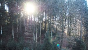 Das Rockenjhr 2018 macht den Wäldern zu schaffen – auch dem Hausacher Stadtwald. Foto: Reinhard