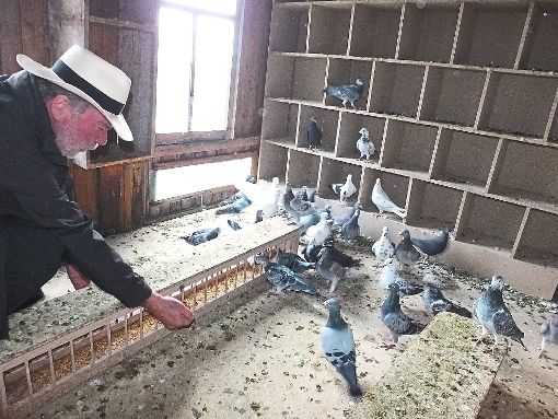 Täglich füttert Rolf Berlin die Brieftauben, die er im renovierten Taubenschlag aufnahm Foto:  Stocker Foto: Schwarzwälder-Bote