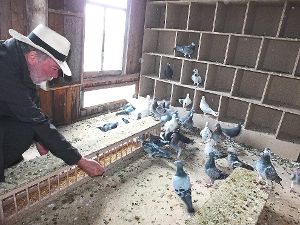 Täglich füttert Rolf Berlin die Brieftauben, die er im renovierten Taubenschlag aufnahm Foto:  Stocker Foto: Schwarzwälder-Bote