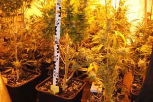 Diese Cannabisplantage wurde in Oberdorf entdeckt.  Foto: Polizei