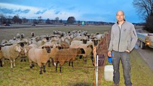 Schafe stehen plötzlich ohne Schutz auf der Wiese