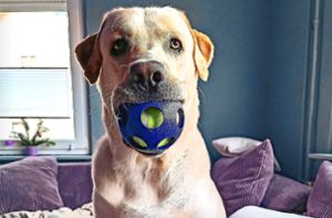 Labrador-Rüde Hugo ist seiner Halterin Barbara Spruth wichtig – doch auch für andere Hunde in VS wünscht sie sich, dass im Oberzentrum endlich neu gedacht wird. Sie startet eine Petition für den zweckgebundenen Einsatz der Hundesteuer. Foto: Spruth