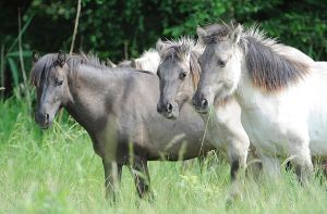 Drei Ponys wurden wieder eingefangen. Symbolbild. Foto: dpa