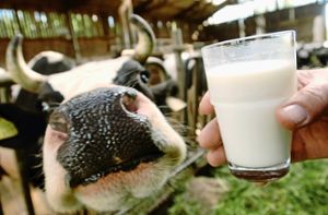 Der Milchpreis rutscht ab. Foto: dpa