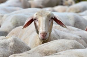 Die in Oppenau getöteten Schafe waren nicht ausreichend geschützt. (Symbolbild) Foto: dpa-Zentralbild