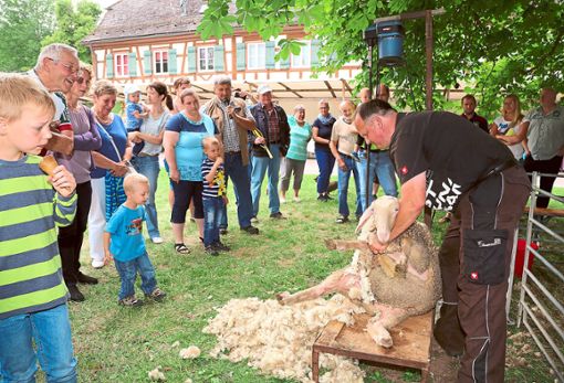 Höhepunkt des Treibens war die mehrmalige Schafschurvorführung von Stadtschäfer Karl-Martin Bauer. Foto: Priestersbach