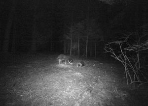 Kein Wolf, sondern ein Hund wurde von einer Wildkamera bei Niedereschach gefilmt. Foto: Repro: Bantle