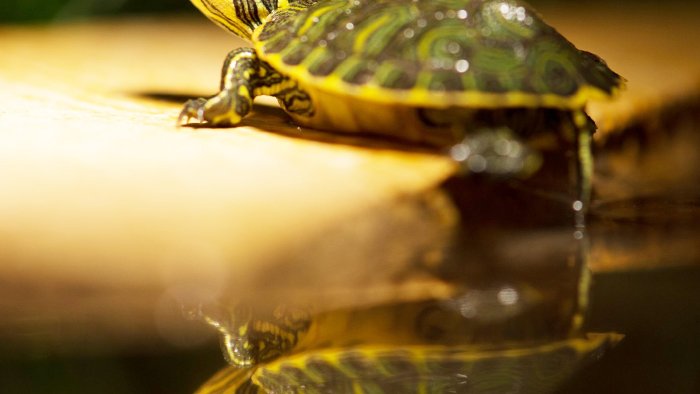 Schildkröten suchen neue Besitzer