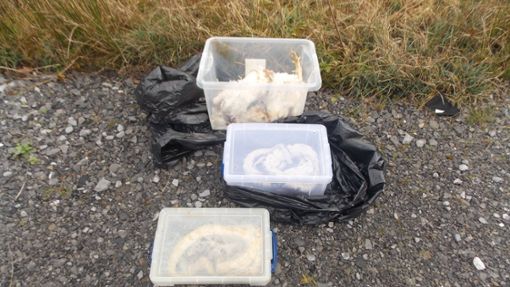 Die gefundenen Tiere waren in Kisten, Müllsäcken und Kissenbezügen verpackt. Foto: Rspca/PA Media/dpa
