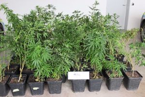 Mehr als 50 Cannabis-Pflanzen hat die Polizei beschlagnahmt.  Foto: Polizei Foto: Schwarzwälder Bote
