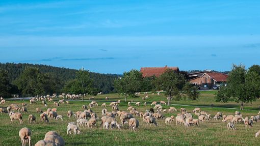 Ein friedliches Bild: Schafe weiden rund um den Hof der Schäferei Fehrenbacher.  Fotos: Günther Foto: Schwarzwälder Bote