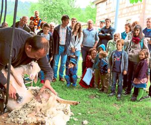 Wie im letzten Jahr können die Besucher live bei einer Schafschur dabei sein.  Archiv-Foto: Priestersbach Foto: Schwarzwälder-Bote