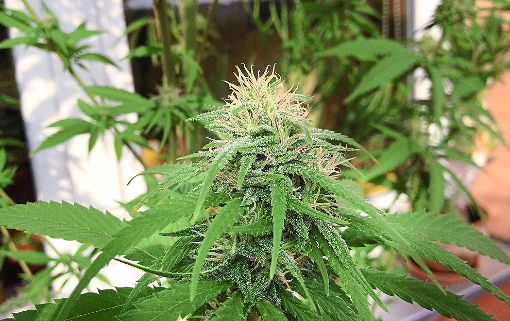 3,8 Kilogramm Marihuana und 183 Cannabispflanzen wurden im Jahr 2016 von Beamten des Polizeireviers Haslach sichergestellt.   Foto: Symbol: Zinken
