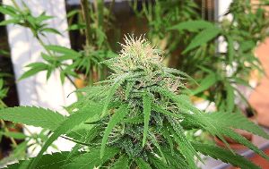 3,8 Kilogramm Marihuana und 183 Cannabispflanzen wurden im Jahr 2016 von Beamten des Polizeireviers Haslach sichergestellt.   Foto: Symbol: Zinken
