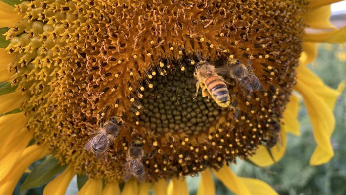 Einblicke in die Arbeit der Bienen bei Oberweier