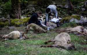 Experten untersuchen die toten Tiere. Foto: dpa