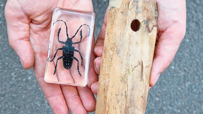 Asiatischer Käfer bedroht den Wald