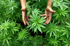 Cannabis Pflanzen, aus denen auch Marihuana hergestellt wird Foto: dpa