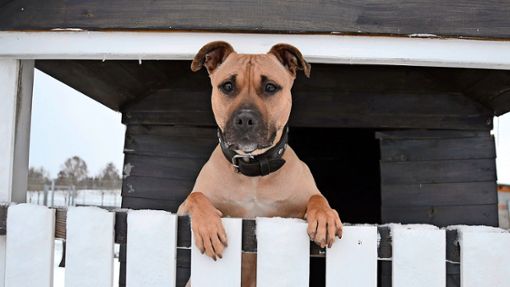 Kampfhunde, die als gefährlich eingestuft wurden, sind oft unvermittelbar. Foto: Kreistierheim