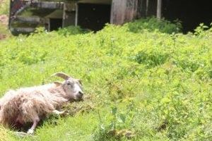 In Bad Wildbad wurde ein Schaf gerissen - war es der Wolf? Foto: Stadt