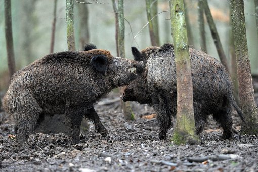 Aufgrund ihrer Ernährung sind ausschließlich Wildschweine von der radioaktiven Belastung betroffen.  Foto: Ebener