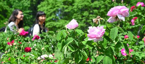 Auch Rosen werden in Rosenfeld ausgiebig begutachtet und prämiert. Symbol-Foto: Settnik Foto: Schwarzwälder Bote