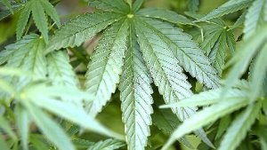 Bewährungsstrafe für Cannabis-Anbau